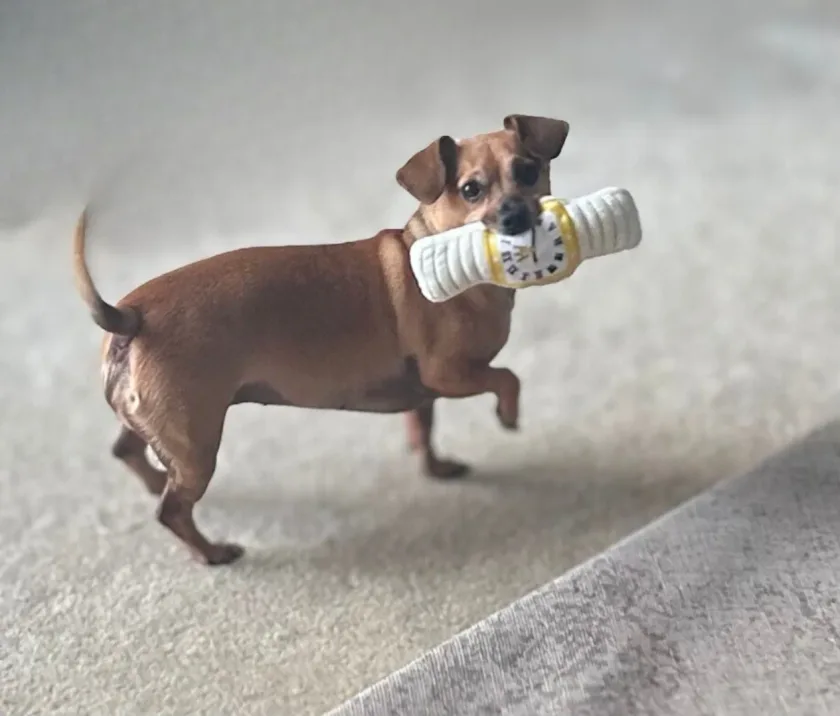 Bentley Rouse, a brown Chiweenie and Head of HR at Luminous Photonics.