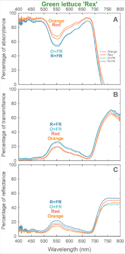 Three plots of Rex lettuce leaf absorptance, transmittance, and reflectance across wavelength.