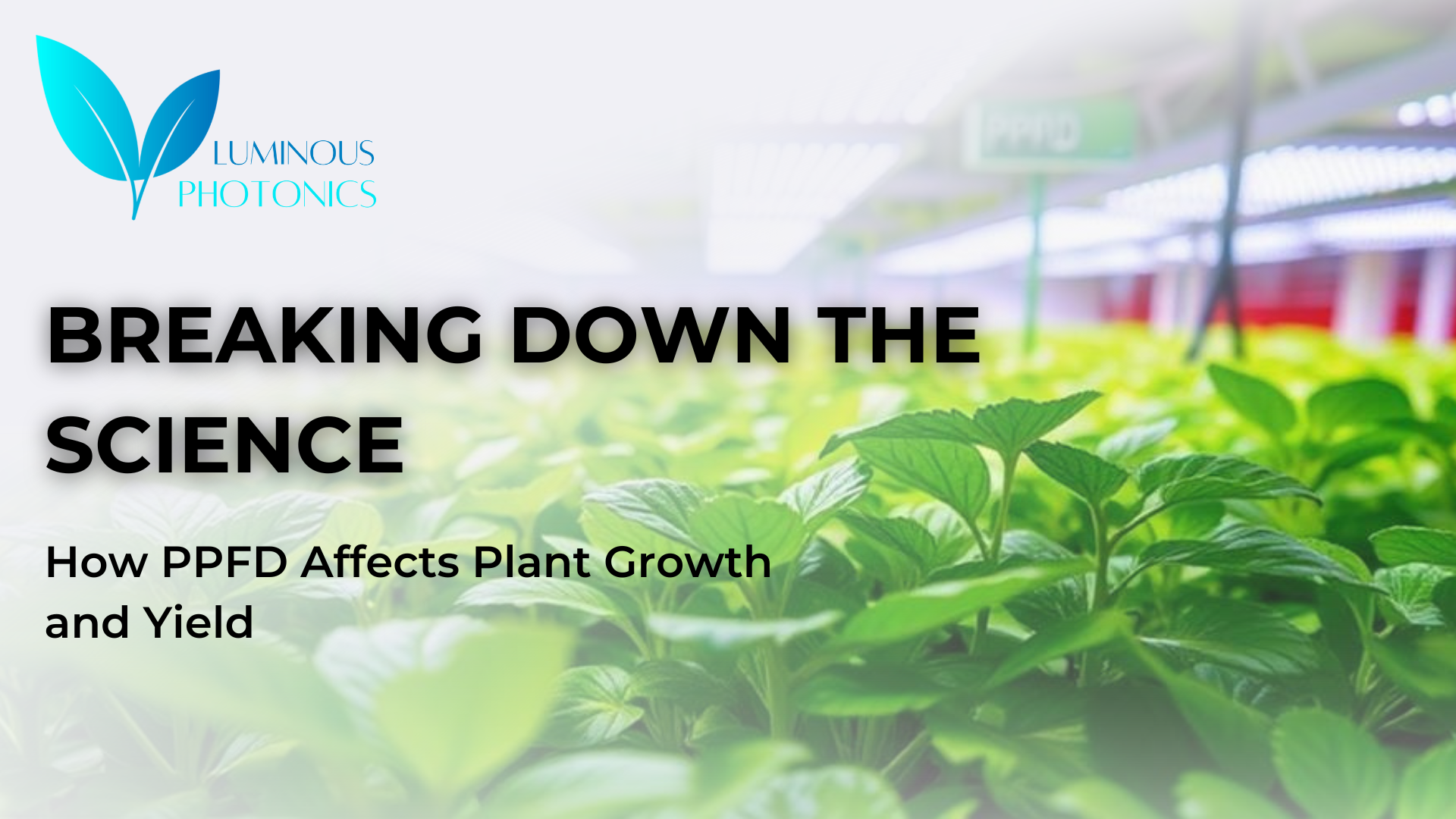 Breaking Down the Science: How PPFD Affects Plant Growth and Yield